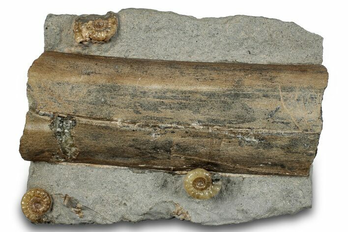 Fossil Ammonites with Petrified Wood - Dorset, England #279171